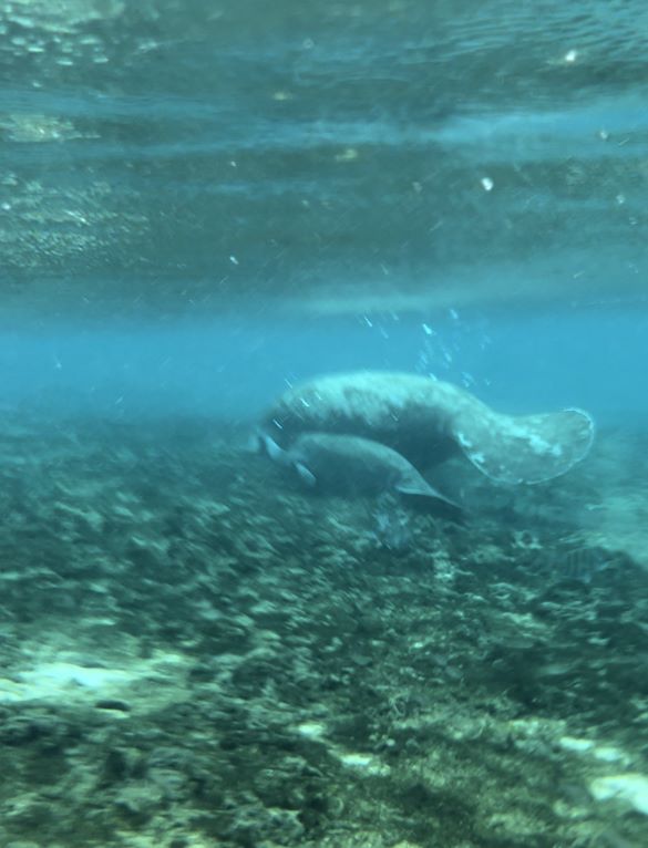 Crystal River: Home of the Manatees!