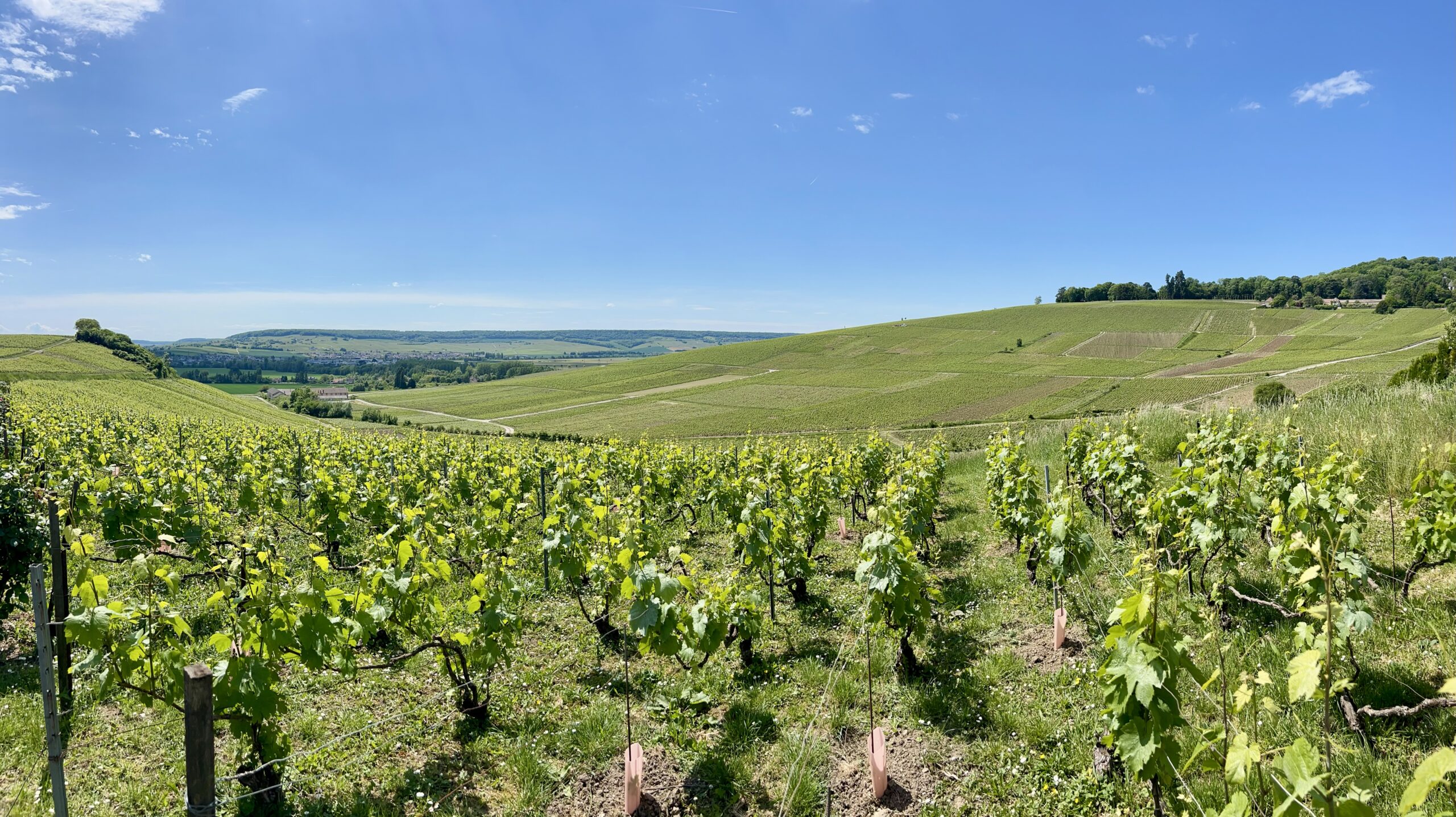 Champagne Region: Reims, Epernay and Hautsvillers