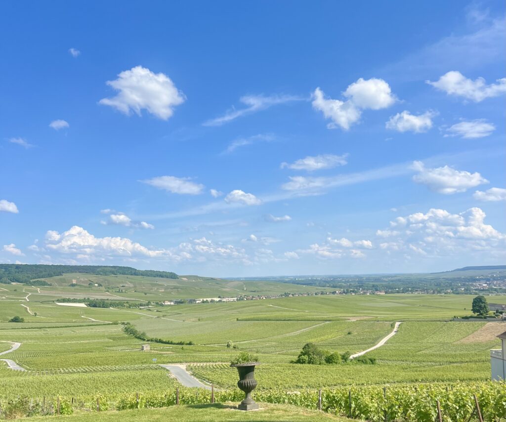 View of Vineyards on a sunny day 
